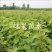 南太湖特早葡萄苗贝达砧木嫁接苗量大优惠基地果苗