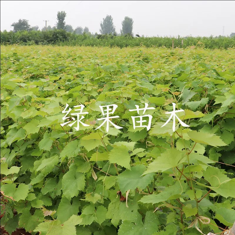 南太湖特早葡萄苗贝达砧木嫁接苗量大优惠基地果苗