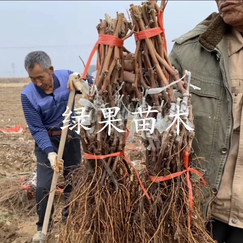 南太湖特早葡萄苗贝达砧木嫁接苗量大优惠基地果苗