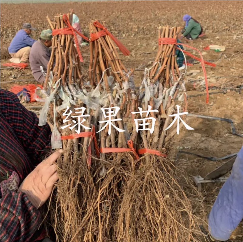 南太湖特早葡萄苗贝达砧木嫁接苗量大优惠基地果苗
