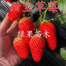 顺丰加冰发货优质脱毒草莓苗甜宝草莓基地现发包纯度