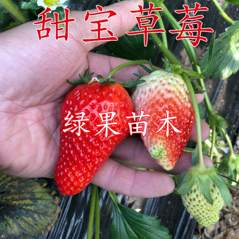 顺丰加冰发货优质脱毒草莓苗甜宝草莓基地现发包纯度