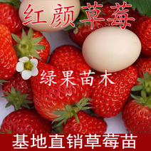 红颜草莓苗脱毒苗包成活率基地果苗顺丰加冰发货