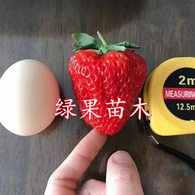 红颜草莓苗脱毒苗包成活率基地果苗顺丰加冰发货