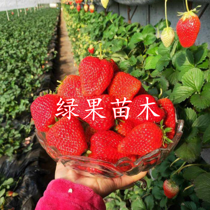 红颜草莓苗脱毒苗包成活率基地果苗顺丰加冰发货