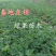 红颜草莓苗脱毒苗包成活率基地果苗顺丰加冰发货
