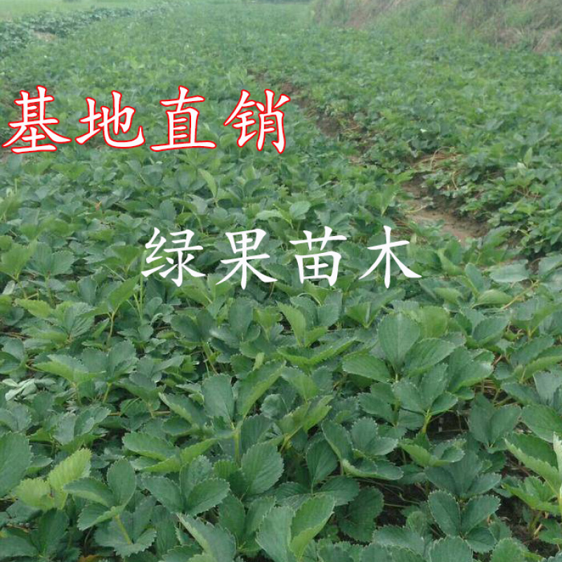 红颜草莓苗脱毒苗包成活率基地果苗顺丰加冰发货