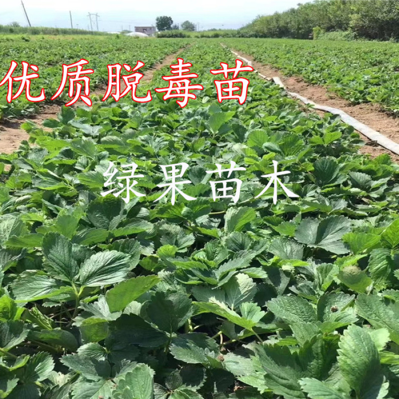 红颜草莓苗脱毒苗包成活率基地果苗顺丰加冰发货