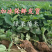 红颜草莓苗脱毒苗包成活率基地果苗顺丰加冰发货