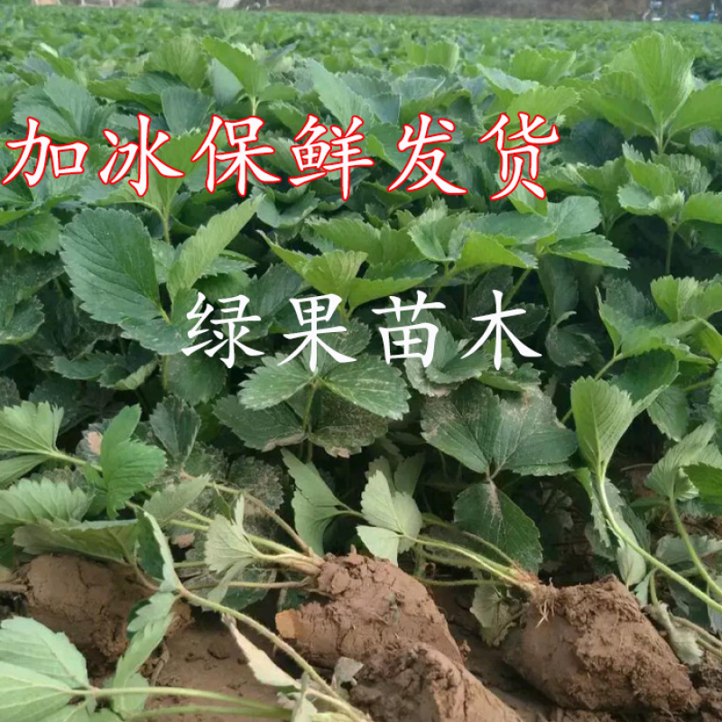 红颜草莓苗脱毒苗包成活率基地果苗顺丰加冰发货
