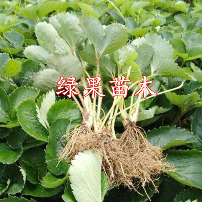 红颜草莓苗脱毒苗包成活率基地果苗顺丰加冰发货
