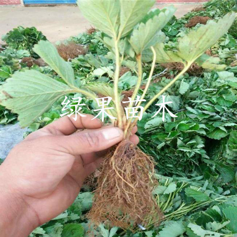 红颜草莓苗脱毒苗包成活率基地果苗顺丰加冰发货