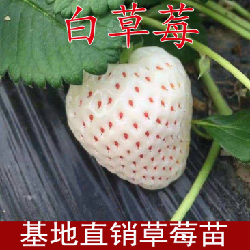 白草莓苗四季栽种基地果苗包纯度加冰发货