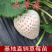 白草莓苗四季栽种基地果苗包纯度加冰发货