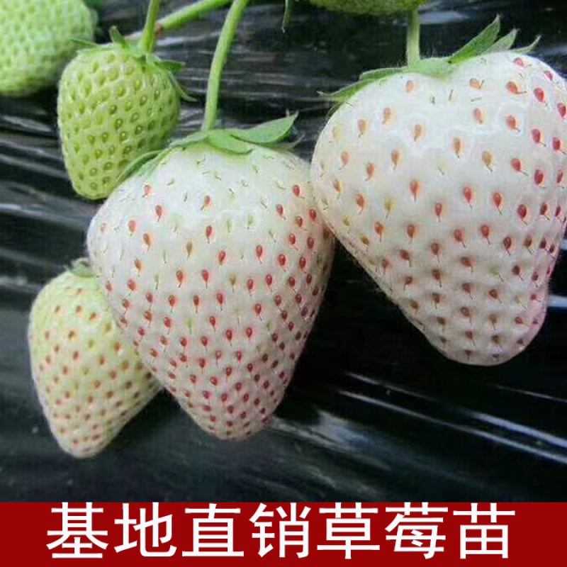 白草莓苗四季栽种基地果苗包纯度加冰发货