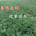 白雪公主白草莓苗四季栽种基地果苗包纯度加冰发货