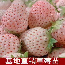 基地草莓新品种四季淡雪雪兔天使AE品种纯正保鲜发货