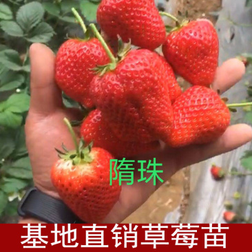 基地草莓脱毒苗隋珠甜宝红颜章姬妙香顺丰加冰发货