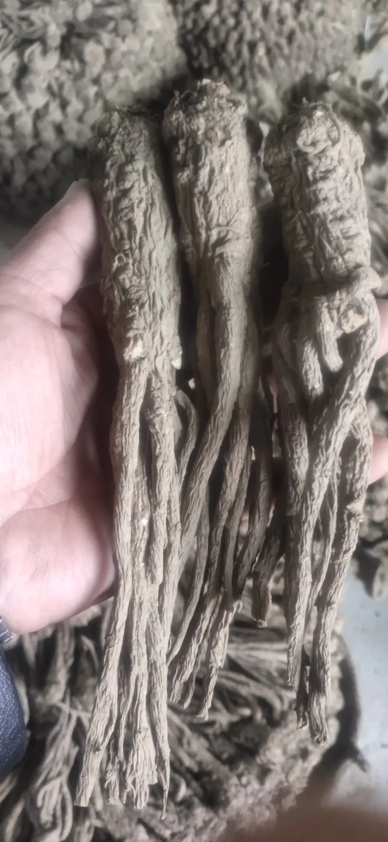 甘肃岷县【包邮】无硫新货剪尾当归产地农家直发
