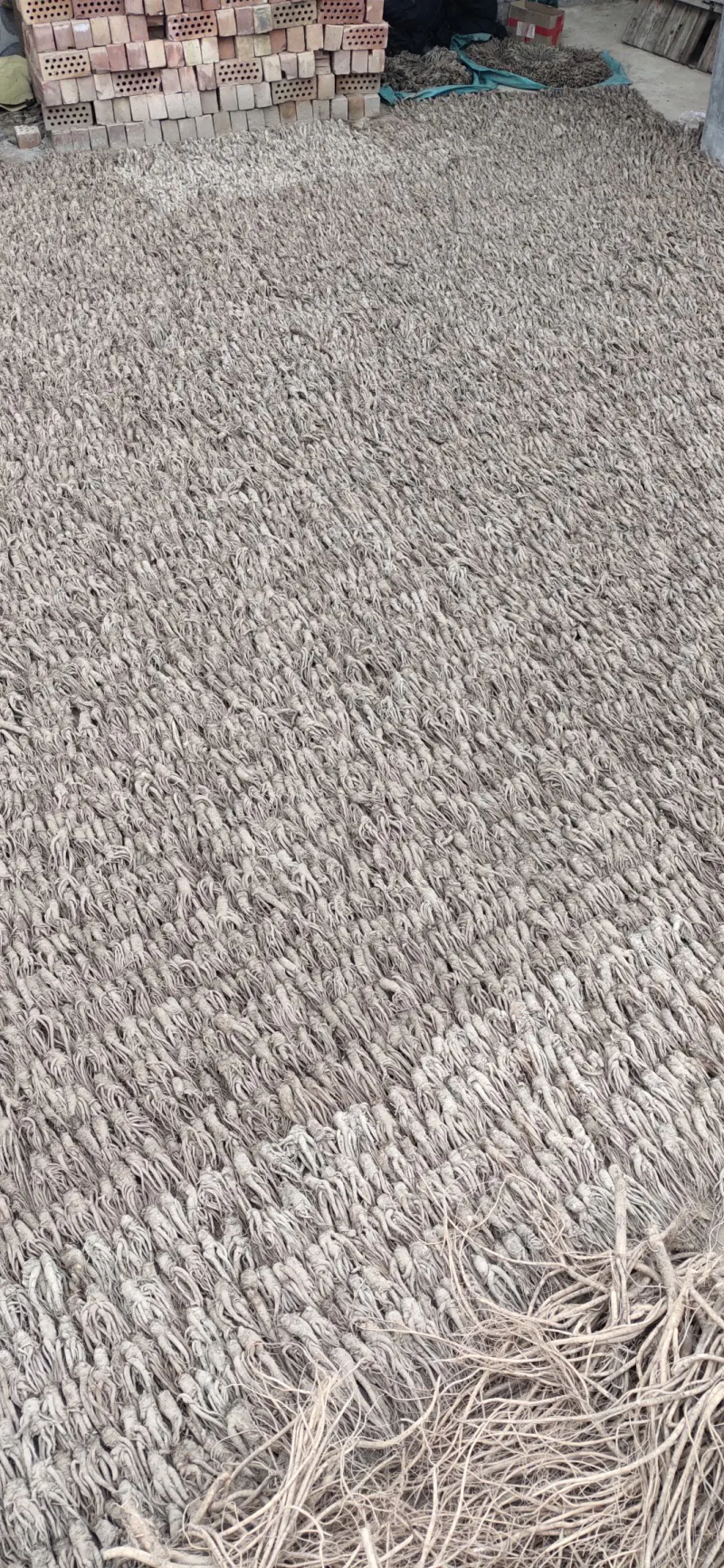 甘肃岷县【包邮】无硫新货剪尾当归产地农家直发