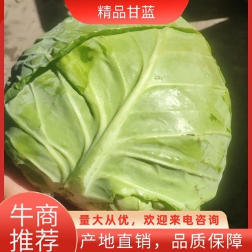 邯郸永年县，甘蓝精品，万亩基地质量保证，超市，加工厂直供