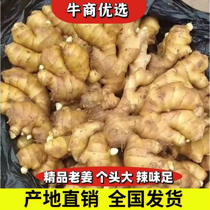 【推荐】生姜辣味十足姜块厚重【支持全国发货坏烂包赔】