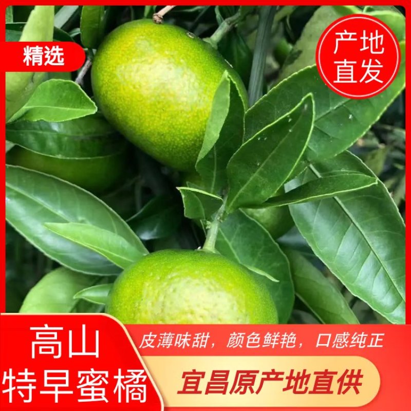 高山特早蜜橘，产地直销，果面干净，皮薄多汁，入口化渣。