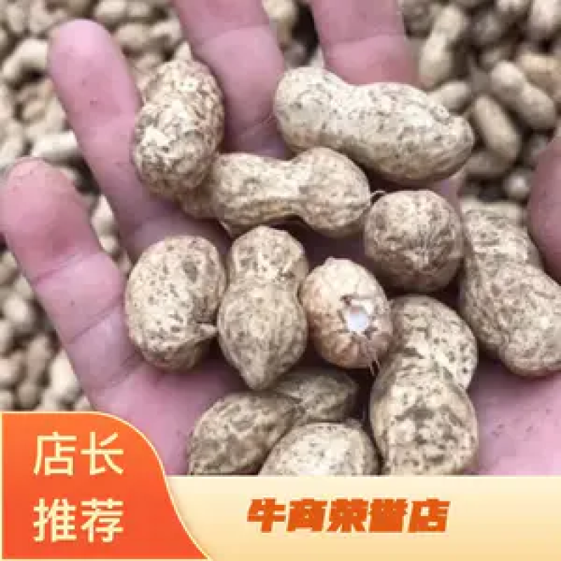 河南花生鲁花花生新鲜花生货源充足产地直发电联