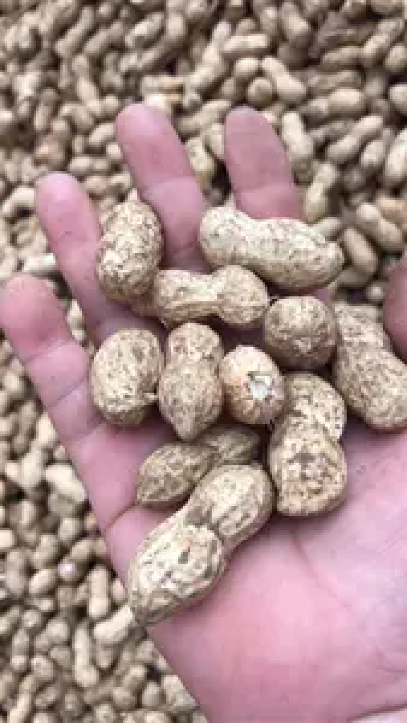 河南花生鲁花花生新鲜花生货源充足产地直发电联