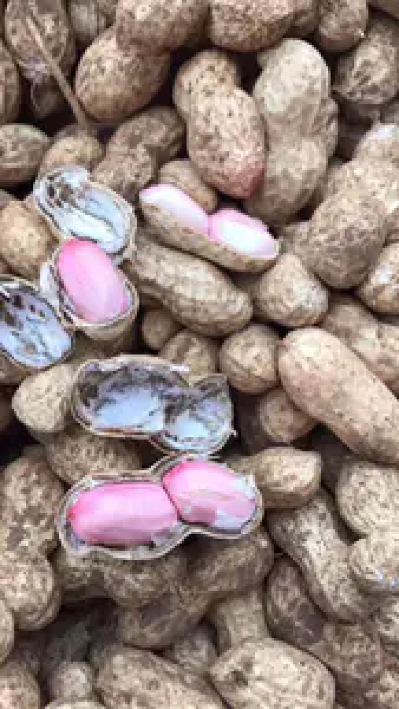 河南花生鲁花花生新鲜花生货源充足产地直发电联