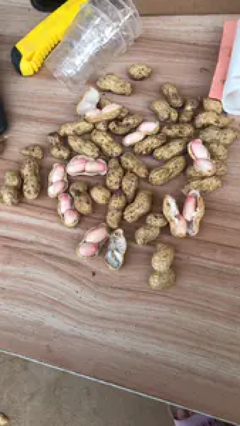 河南花生鲁花花生新鲜花生货源充足产地直发电联