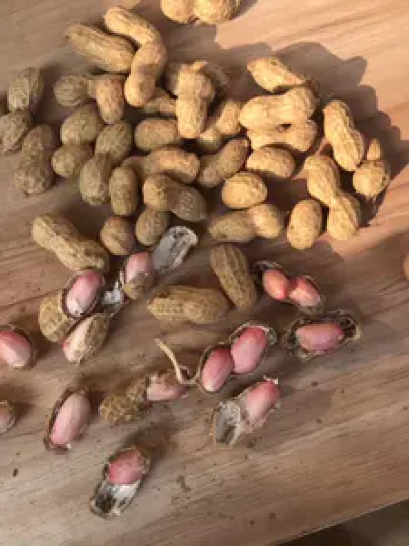 河南花生鲁花花生新鲜花生货源充足产地直发电联