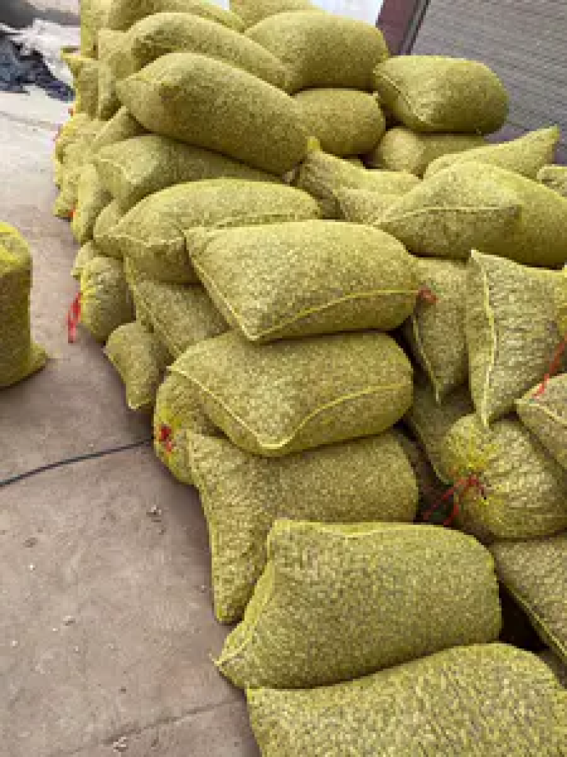 河南花生鲁花花生新鲜花生货源充足产地直发电联