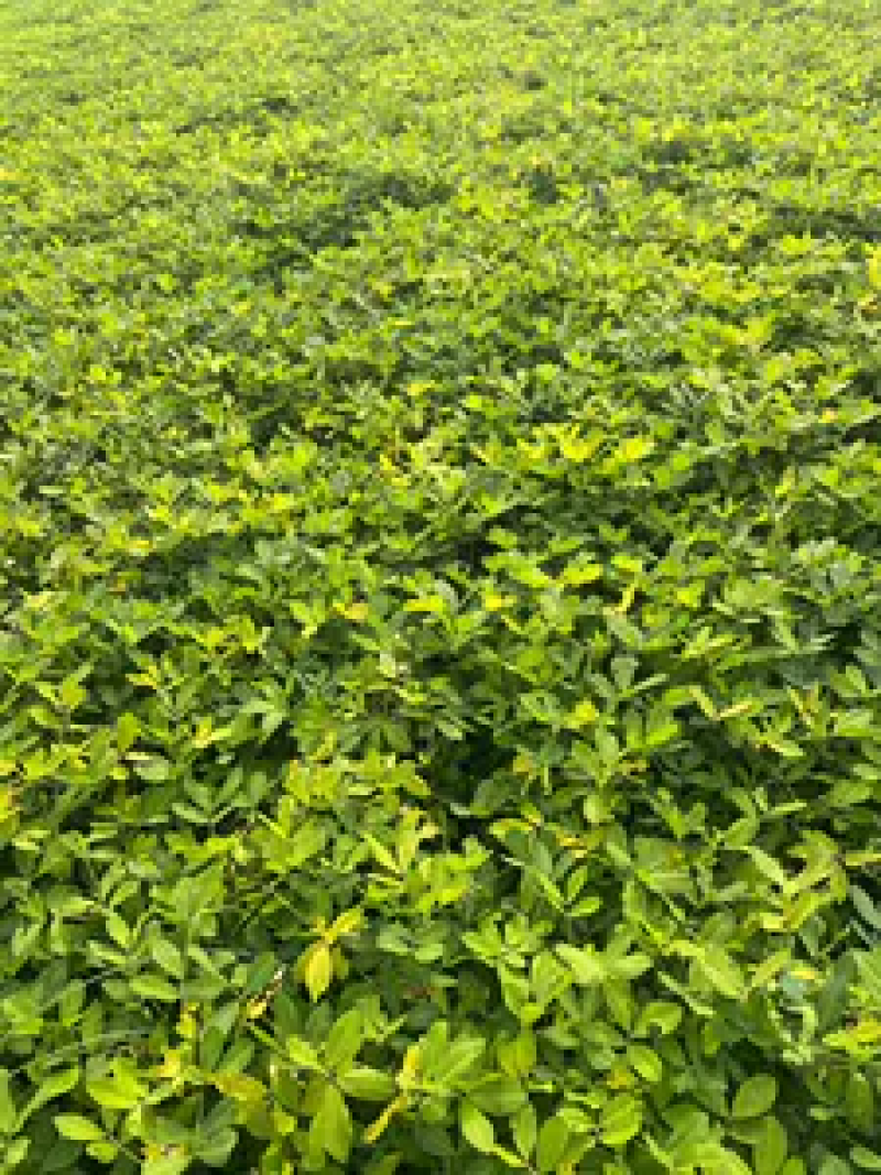 河南花生鲁花花生新鲜花生货源充足产地直发电联