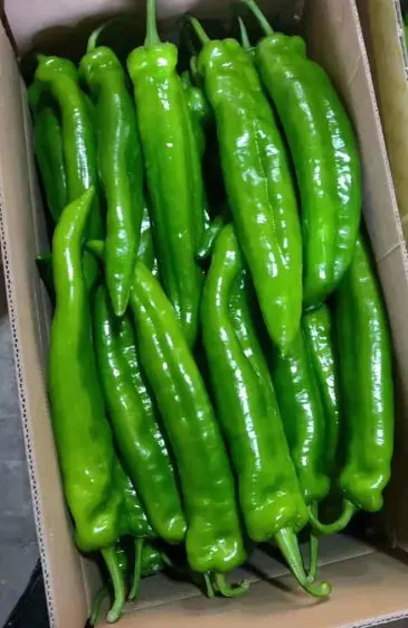 山东临沂精品301辣椒，基地发货，货源稳定，品质优先供货