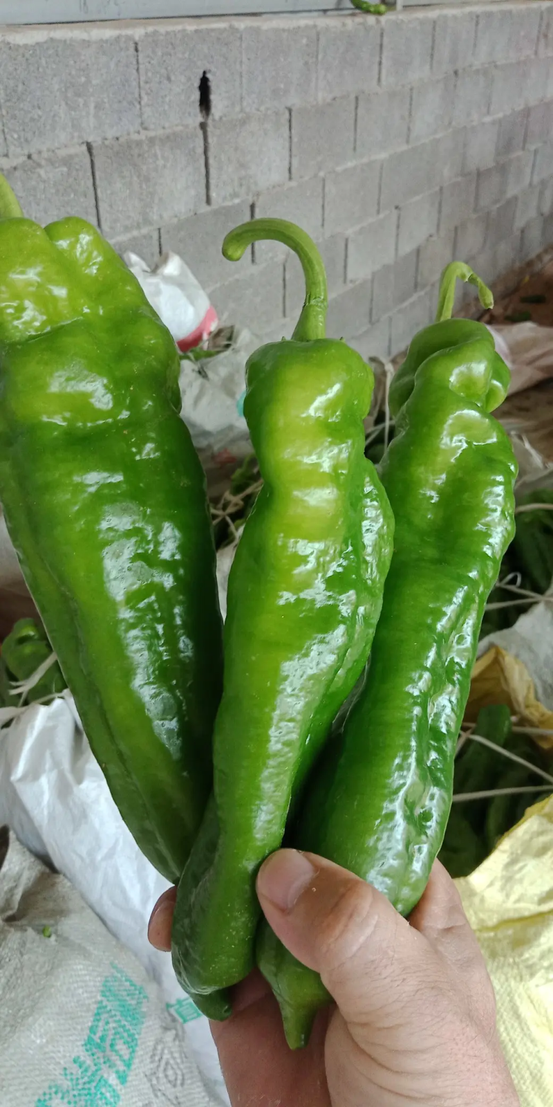 山东临沂精品301辣椒，基地发货，货源稳定，品质优先供货