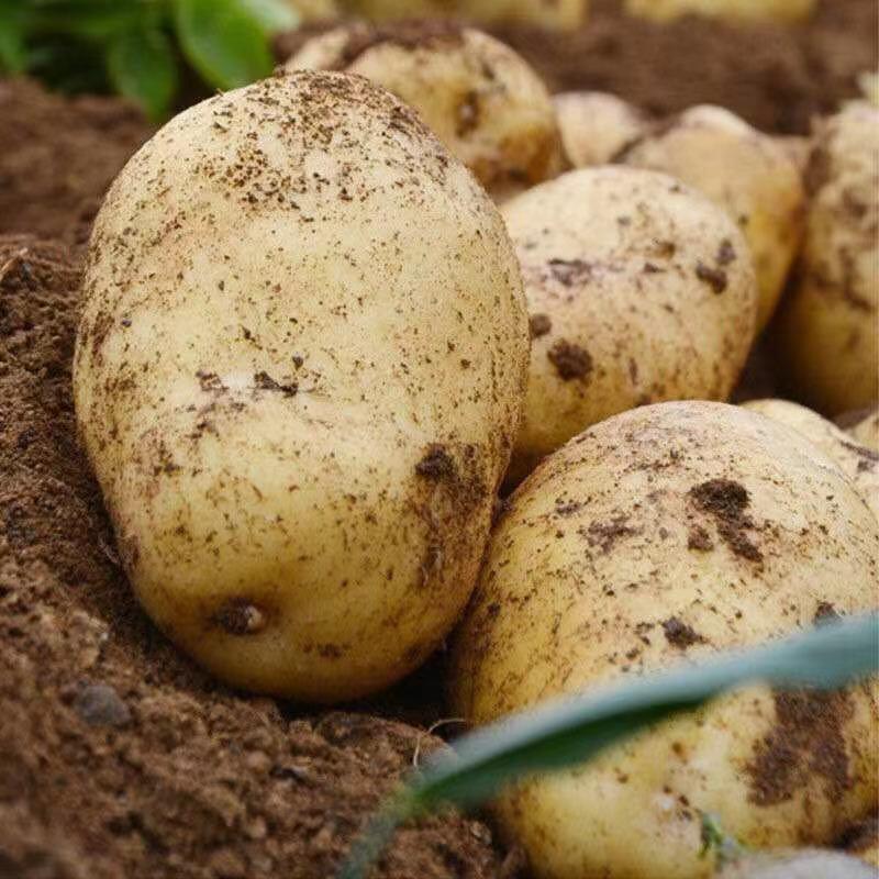 【土豆】沃土五土豆2新鲜上市产地现挖现发