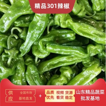 山东临沂精品301辣椒，基地发货，货源稳定，品质优先供货