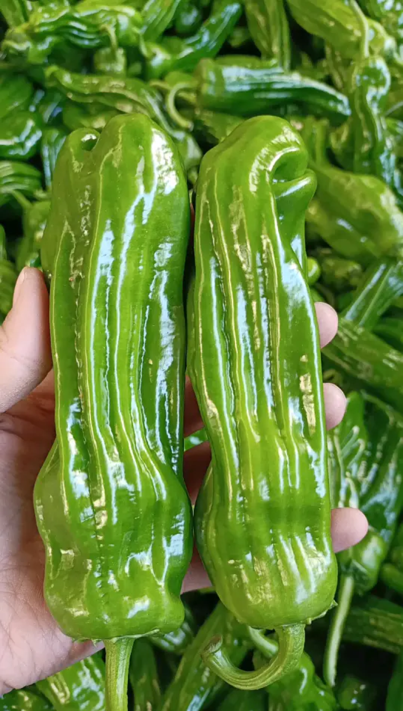 【优选】山东精品薄皮椒，质量好货源足，稳定供货全国