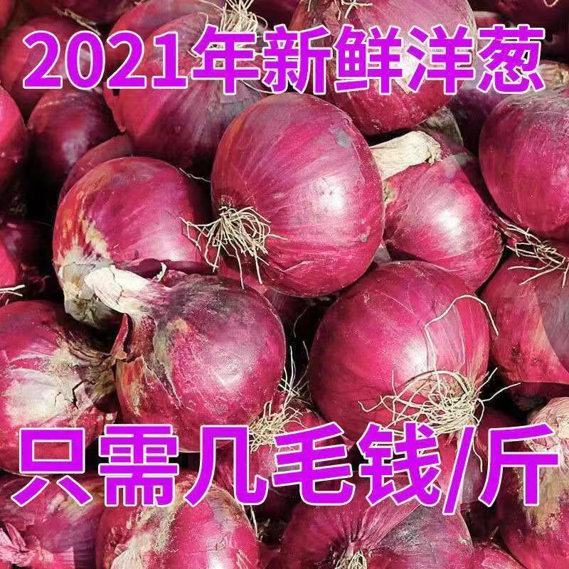 【洋葱】精品紫皮洋葱8厘米起，质量保证欢迎选购