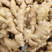 河南鲜姜老姜批发产地直发（超市，市场，电商，零售）质量保证