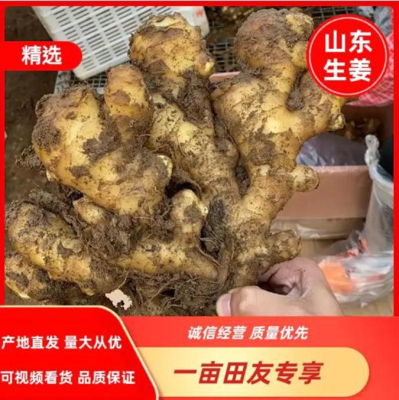生姜批发大小黄姜产地直发（超市，市场，电商，零售）质量保证