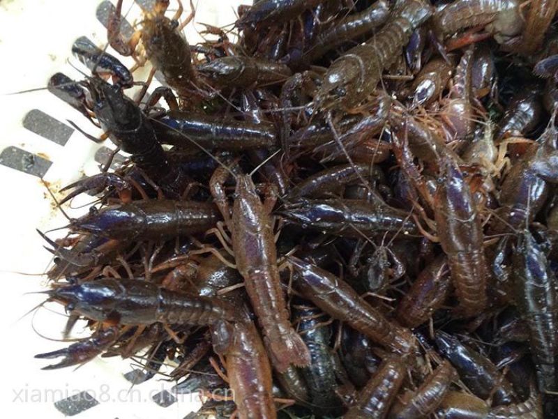 优质小龙虾虾苗全程技术指导