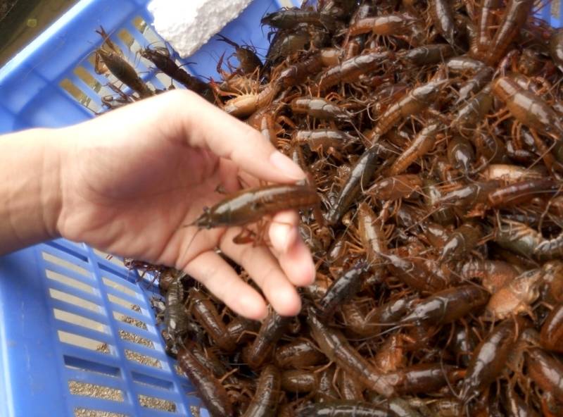 小龙虾种苗价格小龙虾苗批发龙虾苗虾苗全程提供技术
