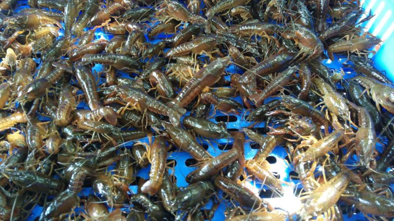小龙虾种苗价格小龙虾苗批发龙虾苗虾苗全程提供技术