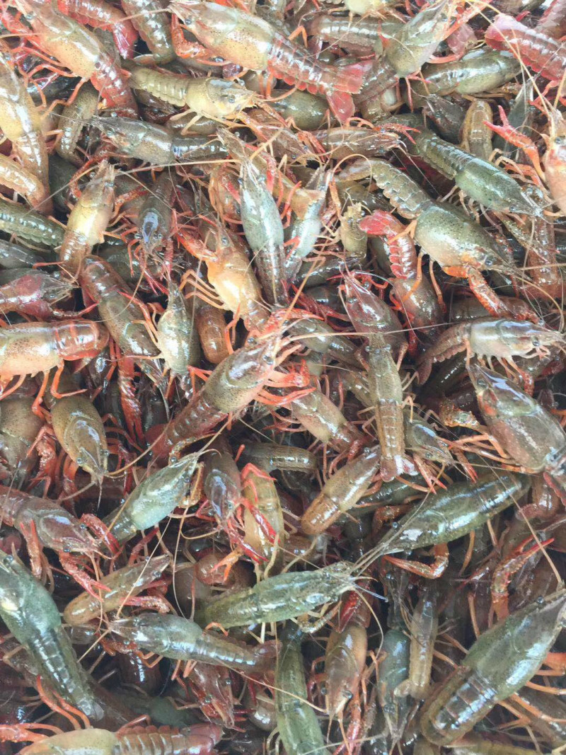 小龙虾种苗价格小龙虾苗批发龙虾苗虾苗全程提供技术