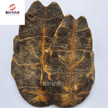 龟甲炙旱龟板制龟板纯干货产地湖北省紫轩堂药业