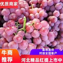 【推荐】河北红提葡萄大量上市品质保证颜色好口感好