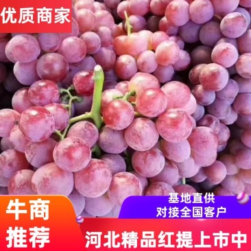 【推荐】河北红提葡萄大量上市品质保证颜色好口感好