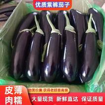 辽宁海城精品绿裤紫茄子，9月份大量上市，产地发货一手货源